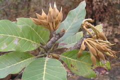 Madhuca longifolia var. latifolia